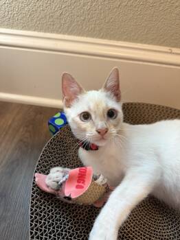 Rescue Siamese Cats for Adoption in Austin, Texas - Cracker Jack | PetCurious