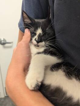 Aaron -  Domestic Short Hair Cat for Adoption in St. Cloud, Minnesota - Aaron | PetCurious
