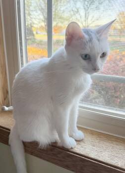 Gardenia -  Domestic Short Hair Cat for Adoption in Blaine, Minnesota - Gardenia | PetCurious