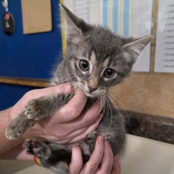 Domestic Short Hair Cats Available for Adoption in Eureka Springs, Arkansas - Salsa | PetCurious