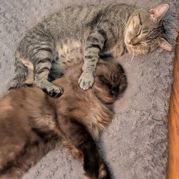 Bubba -  Ragdoll and Domestic Medium Hair Cat for Adoption in Lynchburg, Virginia - Bubba | PetCurious