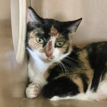 Rescue Domestic Short Hair Cats for Adoption in Flagstaff, Arizona - Galadriel - Barn Cat | PetCurious