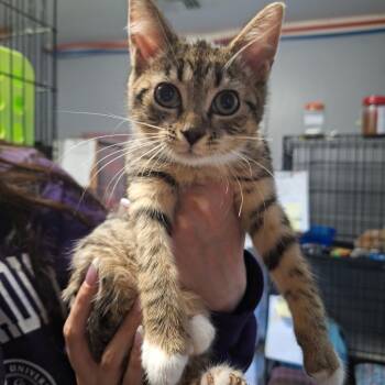 2026-78B Holyoke -  Domestic Short Hair Cat for Adoption in Windsor, Connecticut - 2026-78B Holyoke | PetCurious