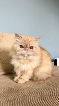 Persian Cats Available for Adoption in Los Angeles, California - Marmalade | PetCurious
