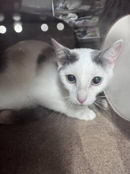 Domestic Short Hair Cats Available for Adoption in Rowlett, Texas - Lizzie McGuire | PetCurious