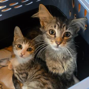 Sune & Astrid -  Domestic Medium Hair and Tabby Cat for Adoption in UNIVERSITY PA, Maryland - Sune & Astrid | PetCurious