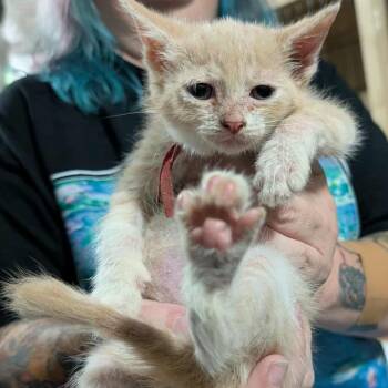 Rescue Domestic Short Hair Cats for Adoption in Sioux Falls, South Dakota - Francesca | PetCurious