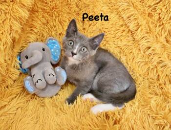 Peeta -  Tuxedo Cat for Adoption in St. Augustine, Florida - Peeta | PetCurious
