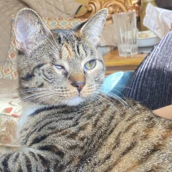 Rescue Domestic Short Hair Cats for Adoption - Scone | PetCurious