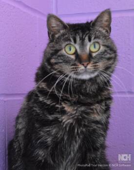 Domestic Short Hair Cats Available for Adoption - Dixie | PetCurious