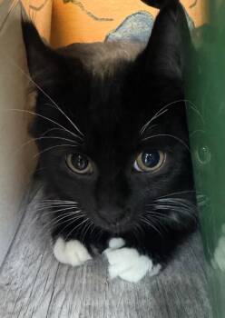 Penn -  Domestic Short Hair Cat for Adoption in Winnipeg, Manitoba - Penn | PetCurious