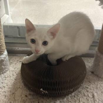 Cloud -  Domestic Short Hair Cat for Adoption in South Elgin, Illinois - Cloud | PetCurious