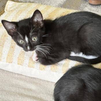 Jerry Seinfeld -  Domestic Short Hair Cat for Adoption in Houston, Texas - Jerry Seinfeld | PetCurious