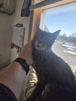 Domestic Short Hair Cats Available for Adoption - Slinky | PetCurious