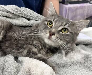 Domestic Medium Hair Cats Available for Adoption - KEBAB | PetCurious