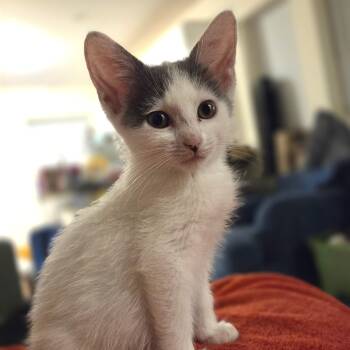 Rescue Domestic Short Hair Cats for Adoption in Chicago, Illinois - Spunk | PetCurious