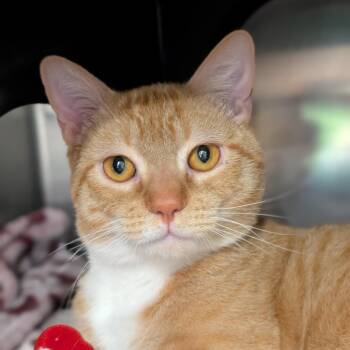 Marmalade -  Domestic Short Hair Cat for Adoption in Spokane, Washington - Marmalade | PetCurious