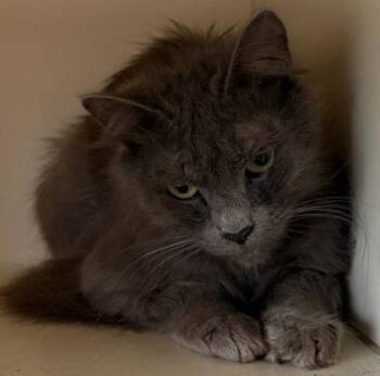Shears -  Domestic Medium Hair and Domestic Short Hair Cat for Adoption in Chamblee, Georgia - Shears | PetCurious