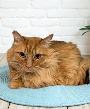 Domestic Long Hair Cats Available for Adoption - HONEY | PetCurious