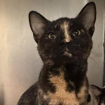 Domestic Short Hair Cats Available for Adoption in Washington, District Of Columbia - Pride Kittens: Brandi 16906 | PetCurious