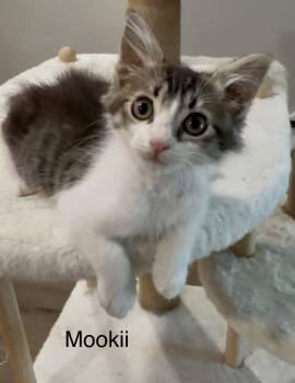 Mookii -  Tabby Cat for Adoption in Oakley, California - Mookii | PetCurious