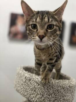 Domestic Short Hair and Tabby Cats Available for Adoption in Farmington, Minnesota - Baby Bob - Meet Me At The Burnsville PetSmart!  | PetCurious