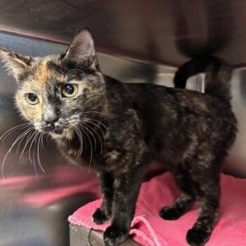 Domestic Short Hair Cats Available for Adoption in Braintree, Massachusetts - Freckles A Petite Sweetheart Ready For A Fresh Start | PetCurious