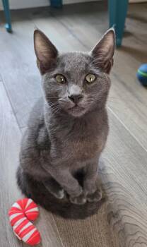 Waldo -  Domestic Short Hair and Russian Blue Cat for Adoption in Mobile, Alabama - Waldo | PetCurious