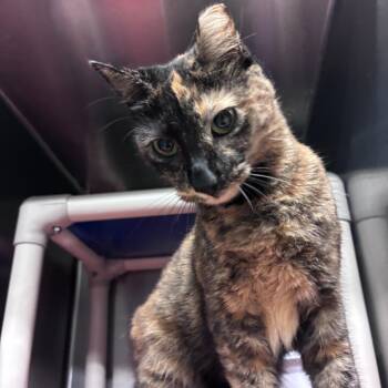 Jenny -  Domestic Short Hair Cat for Adoption in Marion, North Carolina - Jenny | PetCurious