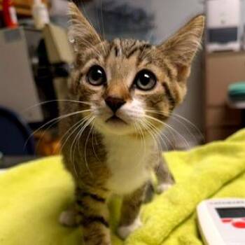 Alton -  Domestic Short Hair Cat for Adoption in Owosso, Michigan - Alton | PetCurious