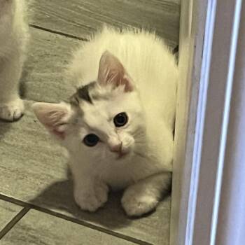Policarpa Salavarrieta - "La Pola" -  Domestic Short Hair Cat for Adoption in Redwood City, California - Policarpa Salavarrieta - "La Pola" | PetCurious