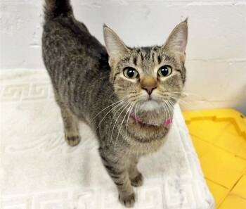 Rescue Domestic Short Hair Cats for Adoption in Brentwood, Missouri - KOSKA | PetCurious