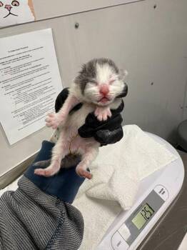 Domestic Short Hair Cats Available for Adoption in Sevierville, Tennessee - Carver | PetCurious