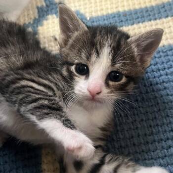 Prince Arthur -  Domestic Short Hair Cat for Adoption in East Hanover, New Jersey - Prince Arthur | PetCurious
