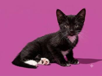 VANILLOCOLATE -  Domestic Short Hair Cat for Adoption in Jacksonville, Florida - VANILLOCOLATE | PetCurious