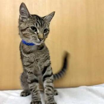 Cash -  Domestic Medium Hair Cat for Adoption in Brentwood, Missouri - Cash | PetCurious