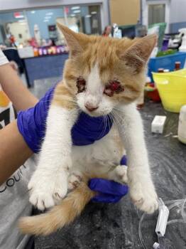 A137243 -  Domestic Short Hair Cat for Adoption in Palmetto, Florida - A137243 | PetCurious