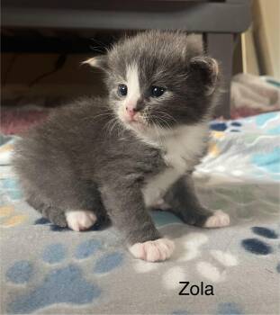 Domestic Medium Hair and Calico Cats Available for Adoption - Zola | PetCurious