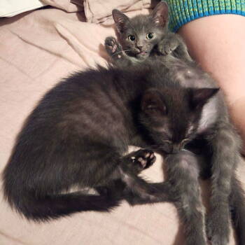 Rescue Domestic Short Hair Cats for Adoption - Nap & Nudge Nostrand | PetCurious