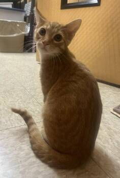 Squiggles -  Domestic Short Hair Cat for Adoption in Wheaton, Illinois - Squiggles | PetCurious