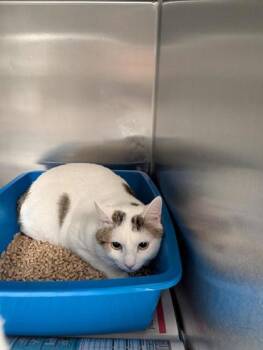 Domestic Short Hair Cats Available for Adoption - Macha | PetCurious