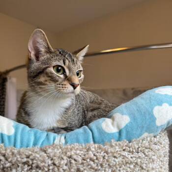 Espurr -  Domestic Short Hair Cat for Adoption in Gibsonia, Pennsylvania - Espurr | PetCurious