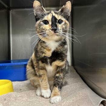 Calico Cats Available for Adoption - Laurel  | PetCurious