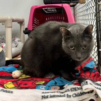 Russian Blue and Mixed Breed Cats Available for Adoption in New York, New York - Ben(Titanium) | PetCurious