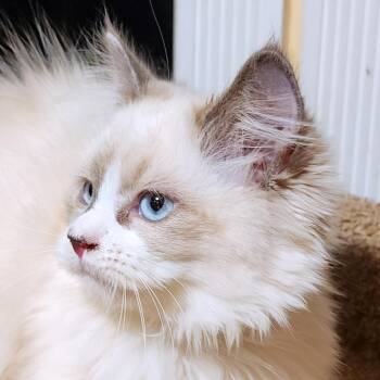 ADORABLE ANGELHAIR - RAGDOLL SWEETHEART -  Ragdoll Cat for Adoption in Oakwood, Georgia - ADORABLE ANGELHAIR - RAGDOLL SWEETHEART | PetCurious