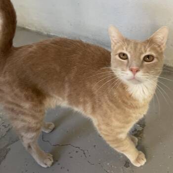 Chicken Nugget -  Domestic Short Hair Cat for Adoption in Laredo, Texas - Chicken Nugget | PetCurious