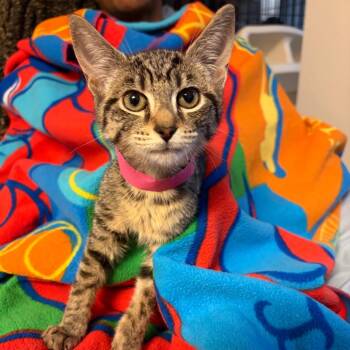 Gamora -  Domestic Short Hair Cat for Adoption in Waldorf, Maryland - Gamora | PetCurious