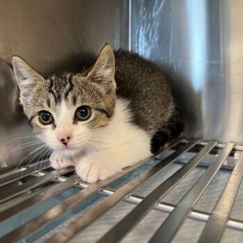 Pickles -  Domestic Short Hair Cat for Adoption in Antioch, California - Pickles | PetCurious