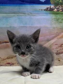 Phillip -  Domestic Short Hair Cat for Adoption in San Antonio, Texas - Phillip | PetCurious