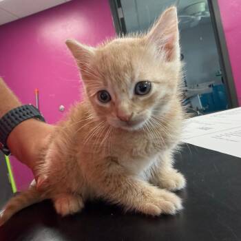 Kevin -  Domestic Short Hair Cat for Adoption in Ponca City, Oklahoma - Kevin | PetCurious
